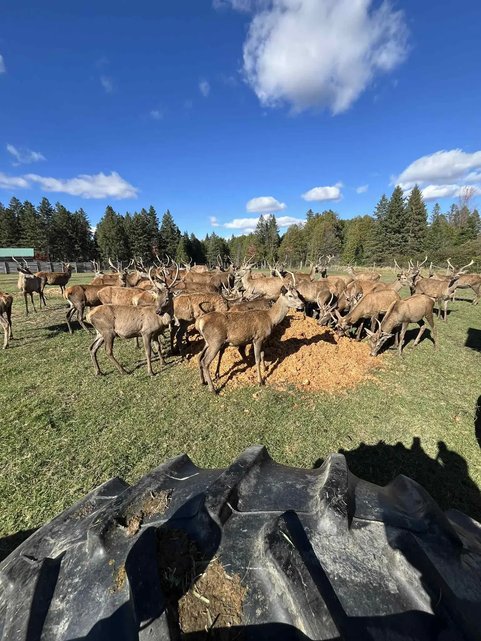 Chez Ferme Jasmyr, nos cerfs rouges sont entièrement d'origine. — 3